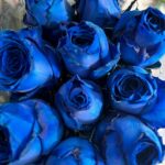 blue roses