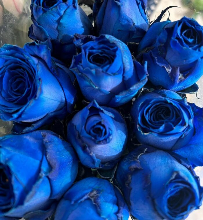 blue roses